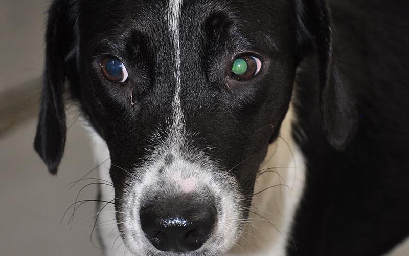 This mix breed is a male who was picked up at the Roses parking lot August 3. He is super sweet and shy. He has a black coat with white patches throughout. View this good boy using intake number 274-22.