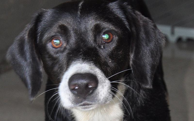 This super sweet boy is a mix breed who was picked up at Roses parking lot August 3. He has a black coat with white patches throughout. View this cutie using intake number 273-22.