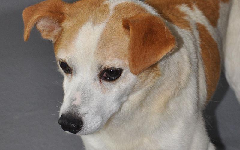 This sweet doggo is a male mixed breed who was picked up on Sugar Creek August 6. He has a white coat with orange patches. View him using intake number 286-22.