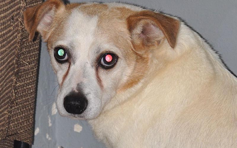 This shy pup is a  male mixed breed who was picked up on Sugar Creek August 6. He has a mostly white coat with a few orange patches. View this very sweet pup using intake number 285-22.