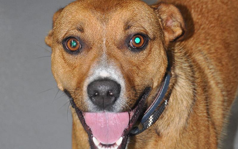 This very energetic boy is a Fiest mix who was picked up on Mobile Road July 27. He has a brown coat with a white patch on his chest and nose. View this good boy using intake number 267-22.