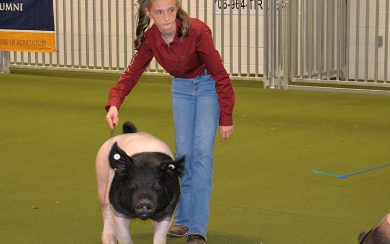 Lola Temples, a member of FFA at Fannin County Middle School, keeps her hog in line at the alumni fair.