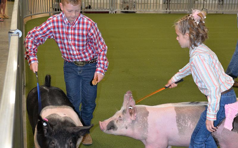 Owen Norton, a Fannin County Middle School FFA member, and Fannin County 4-H member Ana Temples  had to work to keep their hogs apart during the FFA Alimni Youth Fair.