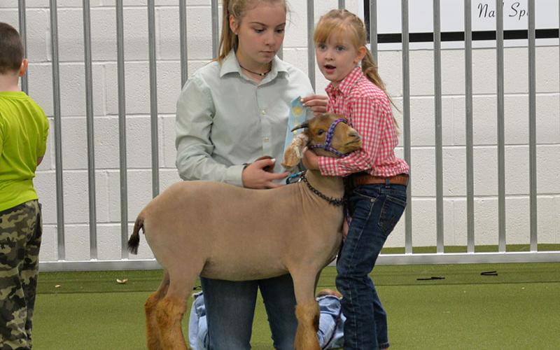 Claire Wheeler, left, of the Fannin County HIgh School FFA, helps Riley Gazaway hold on to her goat while judges decide a winner.