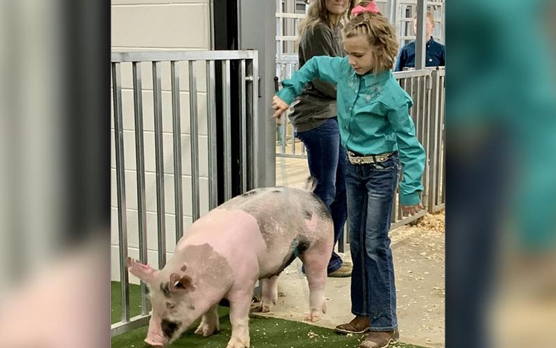 Ana Temples, of Fannin County 4-H, enters the arena at Rockin’ the Ridge Market Hog Show. She was one of nine local youngsters to compete in the event.