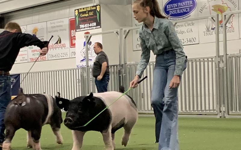 Lola Temples drives her gilt during the Rockin’ the Ridge Market Hog Show held at the Fannin County School System Agriculture Facility.
