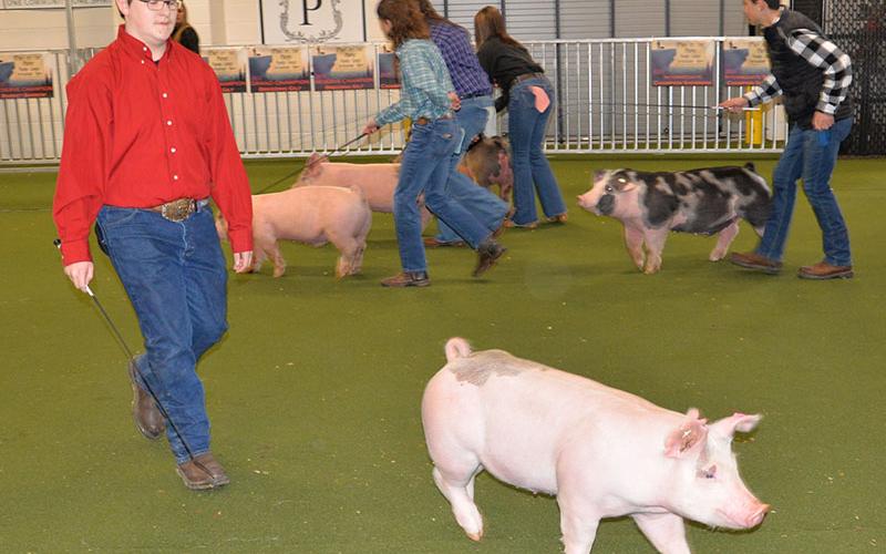 Roy Green remained calm as his pig, shown during Breeding Gilt competiton, decided to walk away from Green’s watchful. Green was complimented by the judge for keeping his composure during the event.