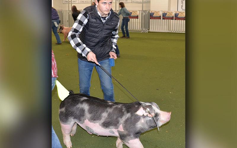 Ethan Deal exhibited a purebred spotted pig during during the Pigs on the Ridge show.