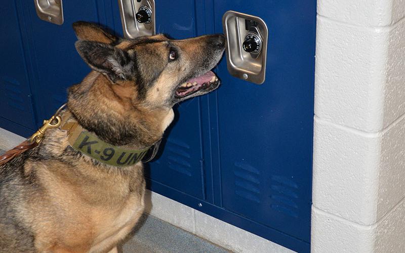 Fannin County Sheriff’s Office K-9 Vendy checks a locker at Fannin County High School last week. No drugs were found during a thorough search.