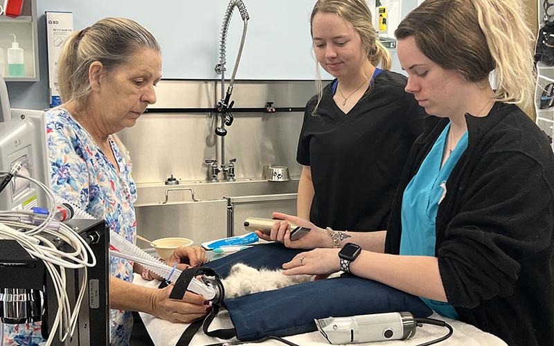 Sheryl Banks, Annabel Lillard and Alyssa Lewis prepare a patient for surgery at the Healthy Pet Clinic operated by the Humane Society of Blue Ridge. The clinic opened its doors March 27 with a goal of providing basic veterinary care to low income residents. Initially, the clinic planned to only serve Fannin County, but its organizers have decided to expand services to Polk and Gilmer County residents.