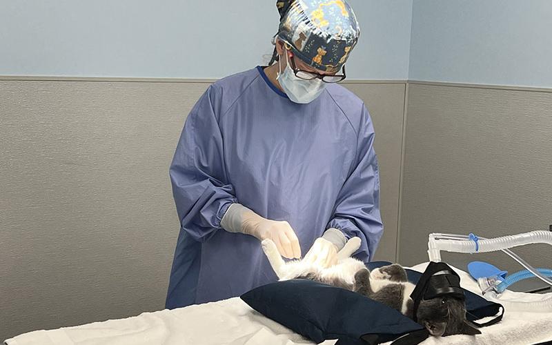 Dr. Julie Grisham performs surgery at the newly opened Healthy Pet Clinic operated by the Humane Society of Blue Ridge.