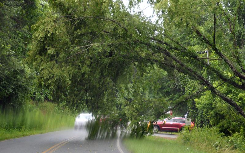Trees blocked and partially blocked roads all across Fannin County Sunday afternoon. This scene is on Industrial Park Road at the intersection where it loops into the Industrial Park near Fannin County Animal Control.