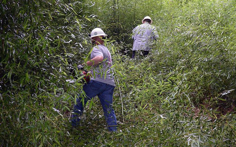 Jason Cook and Travis Sisson work to clear brush and trees to reach the power pole needing cable run to it.
