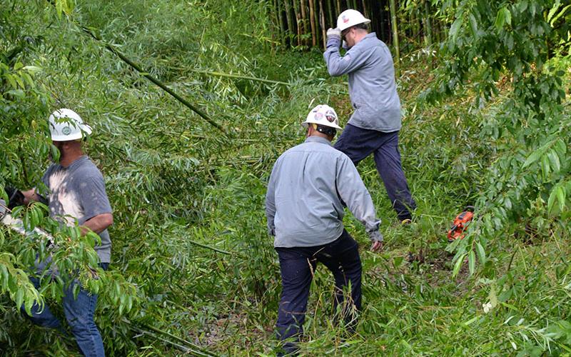 Heavy undergrowth in the Tri-State EMC right-of-way off Blue Ridge Drive slowed employees working to restore power Sunday evening. The brush had to be removed to clear a path to hang new cable.