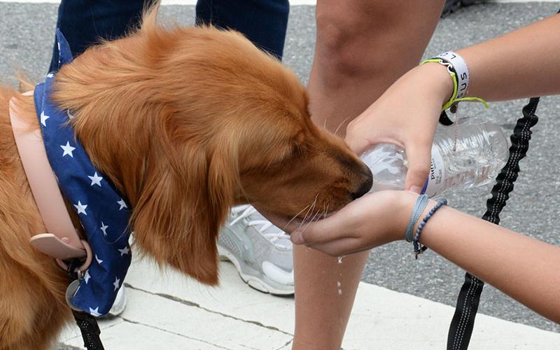 The Humane Society of Blue Ridge was on hand, as were several personal pets. The one at the right needed a drink of water as the morning heat increased.