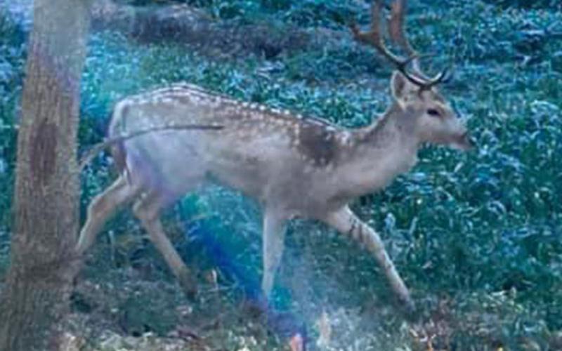Polk County Commission Chairwoman Christy Hardin took this picture of a Fallow Deer when she visited Copperhill Industries last week. Georgia officials are worried they could infect the local whitetail population.