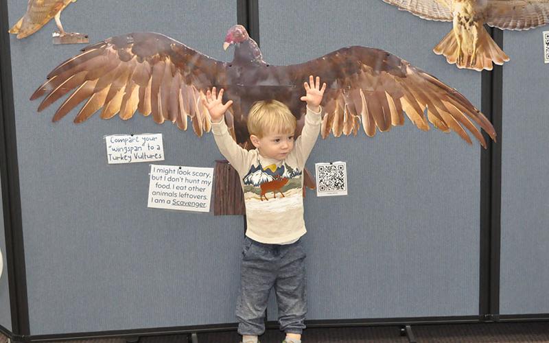 Brooks Welker was very excited seeing the life-sized cutouts of birds at the Fannin County Public Library. He stretched out to see if his arms were as long as the Turkey Vulture’s wings.
