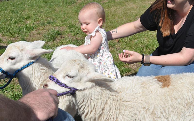 Charlotte Watkins wasn’t sure what to think of the lambs but loved reaching out and feeling their soft fur. The sheep were on hand as part of the Easter Extravaganza at Epworth First Baptist Church Saturday, March 30.