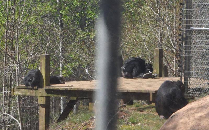 Shown are just a few of the chimps housed at Project Chimps in Morganton who entertained visitors during Chimps Rock Saturday, April 13.
