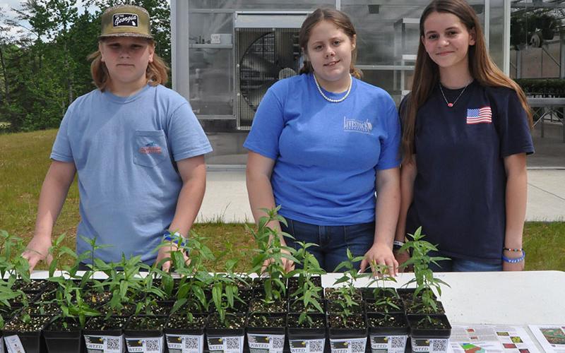 Students from Fannin County Middle School, from left, Keagan Massey, Lauren Waters, and Mackenzie Duvall passed out Milkweed plants to all who showed up for the Fannin County Chamber of Commerce &amp; CVB event. The free milkweed day was part of the Chamber’s Lights Off, Fireflies On project to protect the natural beauty of summer evenings in Fannin County when fireflies light up the night sky. Milkweed protects fireflies from predators.
