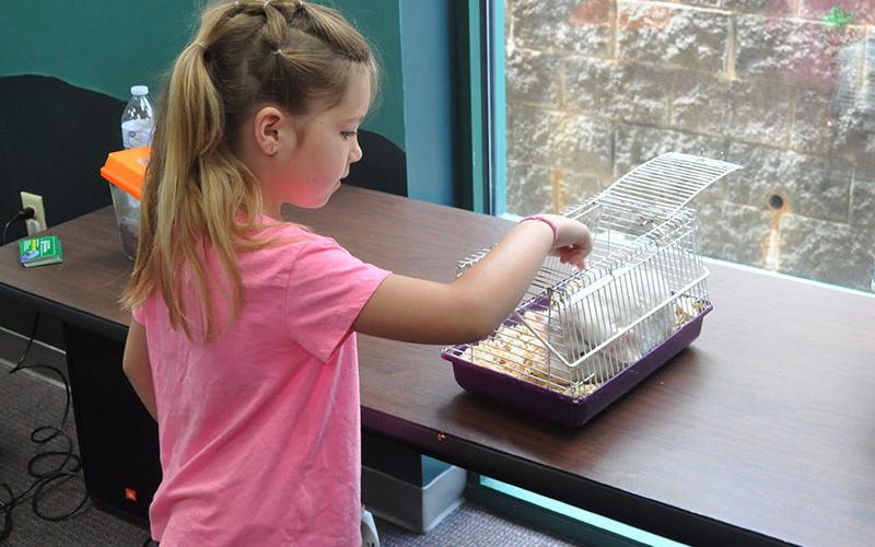 This little girl loved how soft the Chinchilla was at the Live Animals Exhibit hosted by ZooPro Adventures.