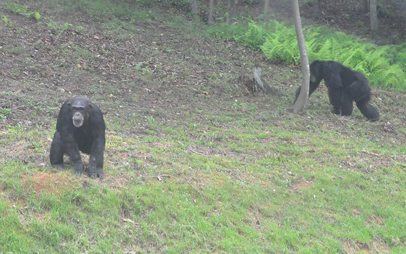 News Observer photos/Bobbi Pippin  The chimps had the best time exploring their new habitat and playing with each other. As soon as the doors opened to their new area, nearly all the chimp rushed outside.