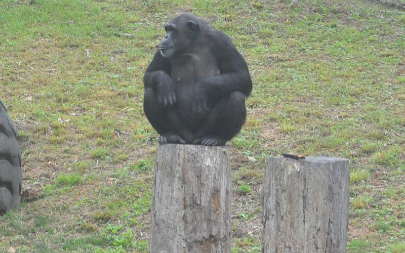 This chimp knew what folks were doing as he got up on the stump and posed for all the cameras after the ribbon cutting.