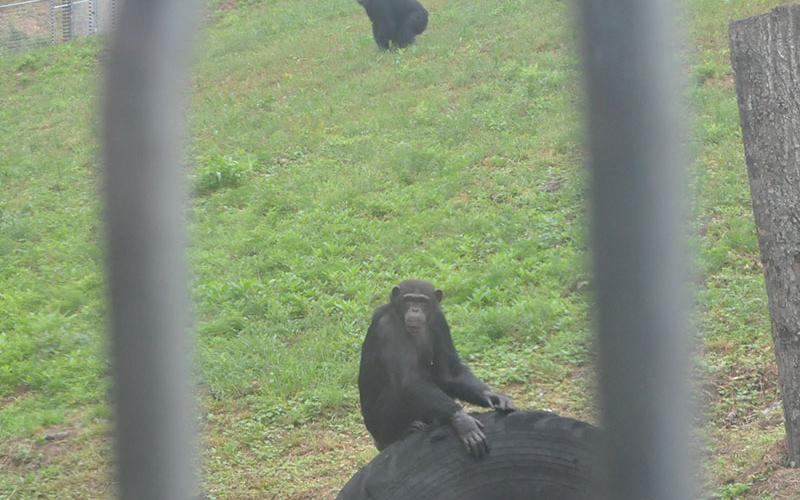 This chimp loved climbing and playing on the big tire out in the new habitat.