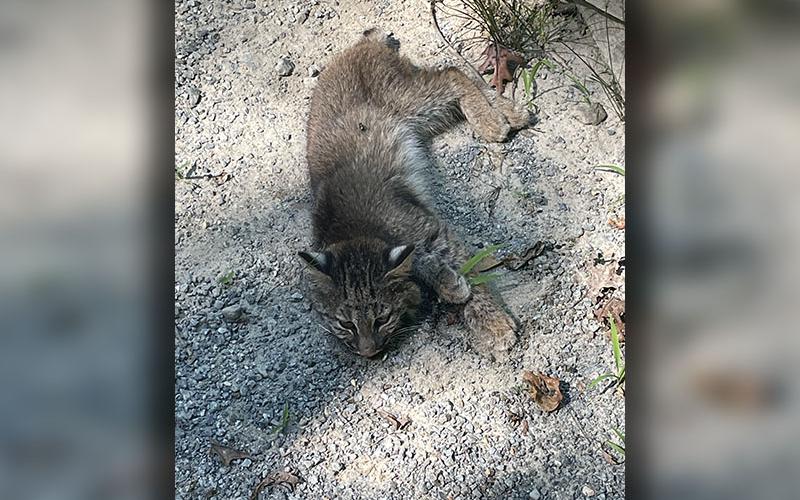 This little bobcat kit was needing someone to come save him and Ryan Berndt did just that.