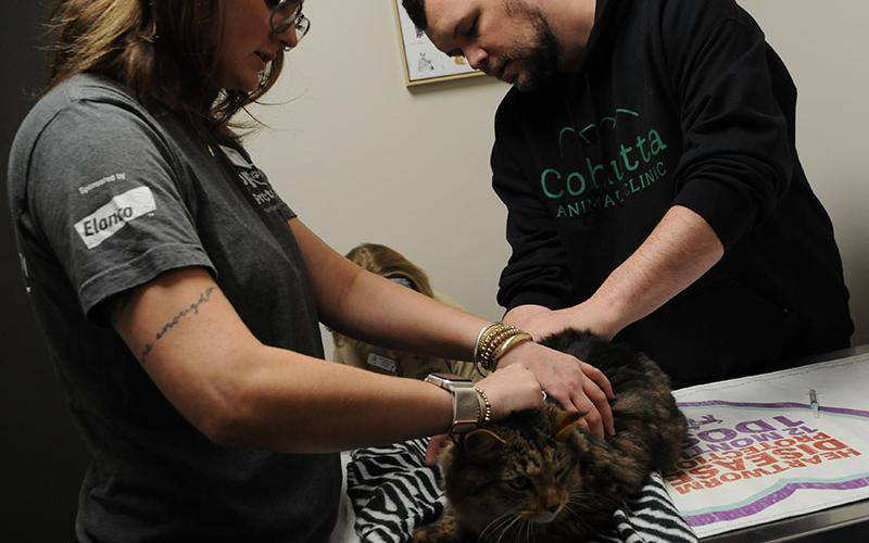Fannin County Barking Buddies volunteer Grace Haberman is shown, left, helping Dr. Will Patterson vaccinate a cat.