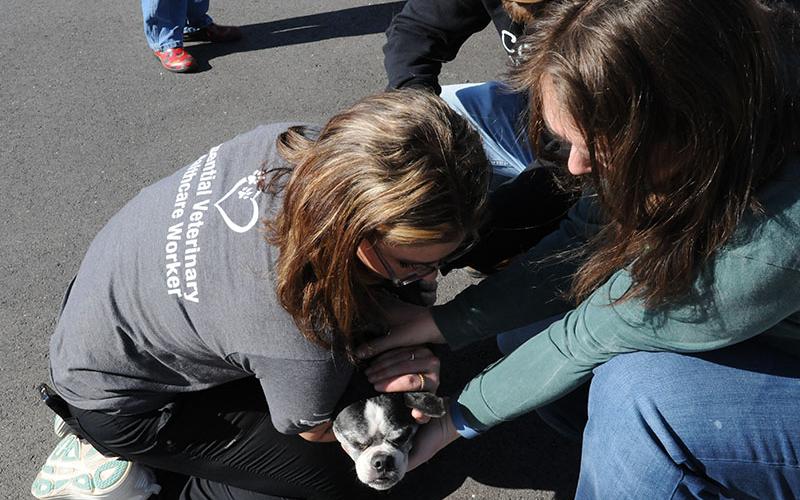 Fannin County Barking Buddies volunteers work together to give a dog a free vaccination.