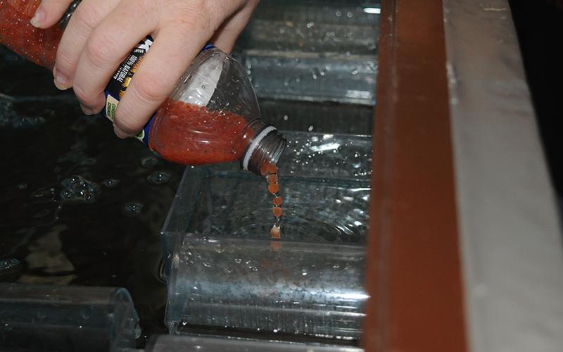 The rainbow trout eggs are poured into the containers in which they will incubate as part of the STEM education program at Blue Ridge Elementary School.
