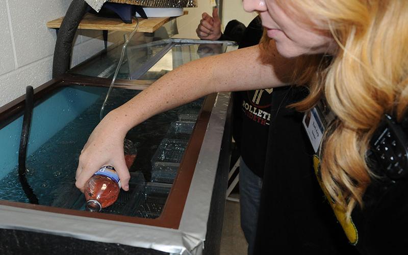 Blue Ridge Elementary School (BRES) STEM teacher Tori Arp pours the rainbow trout eggs delivered by Carl Riggs  into an aquarium.