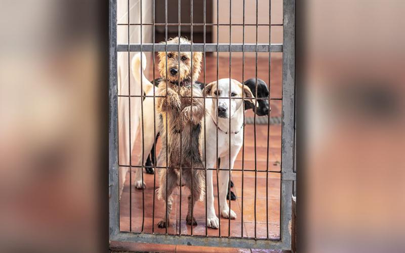 Chalk could not advise Robertson if the dogs were up to date on their rabies vaccines, so they were picked up by Fannin County Animal Control and immediately placed under a 10-day hold.