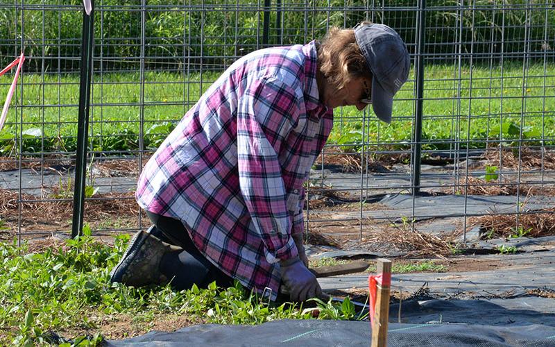 Kathy Beck, Feed Fannin’s Farm and Facilities Manager, works the organization’s garden located off Ada Street Friday, June 6.