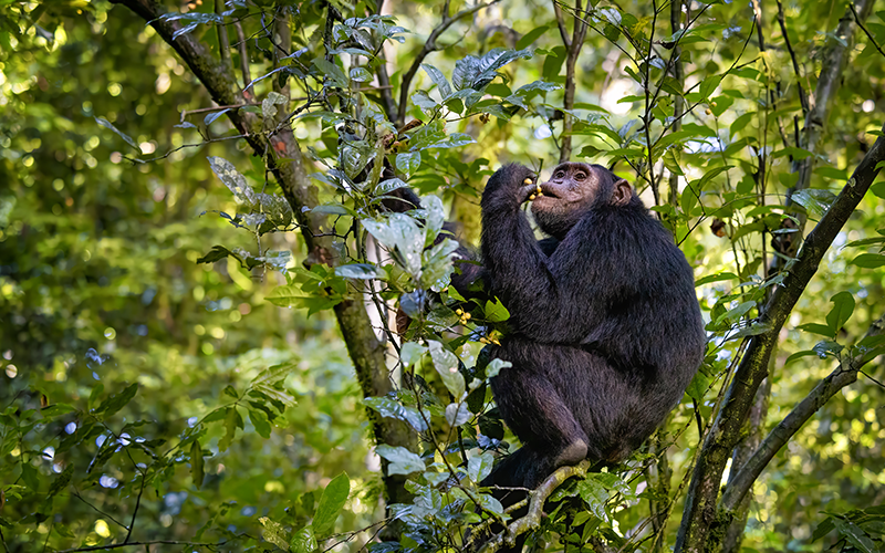 Six new-to-the-area chimpanzees are headed to Project Chimps in Morganton.