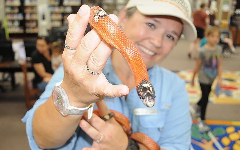 A milk snake coils around the arm of Wildlife Interpretative Specialist Kathy Church.