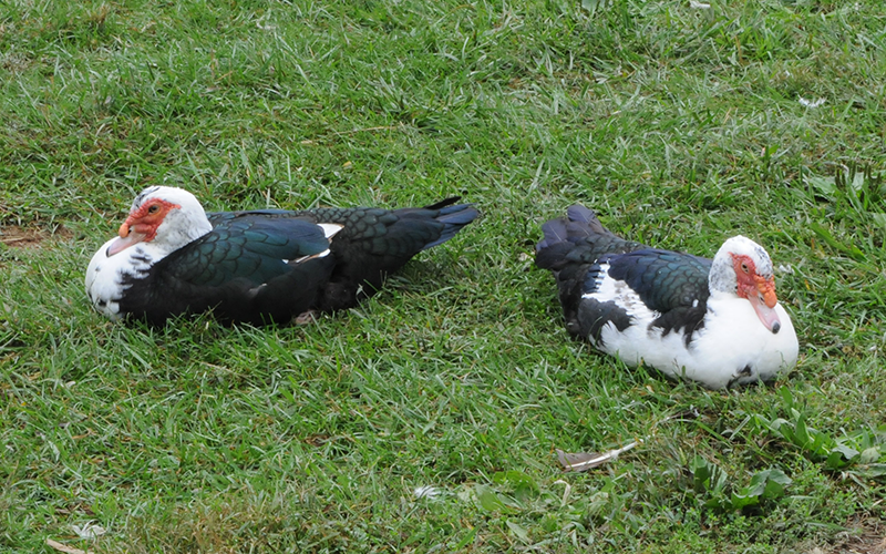 Two colorful ducks rest on the grass together at the Waddle on Inn, a local duck and waterfowl rescue.