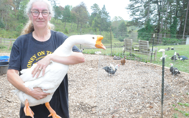 Julie Wooten holds a duck at her waterfowl rescue, Waddle on Inn. Two of her patients have been selected to work for Aflac.
