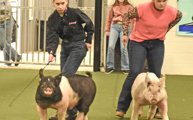 Fannin County’s Justin Burrell, left, captured three awards at Pigs on the Ridge, the annual Young Farmers Association Market Hog Show.