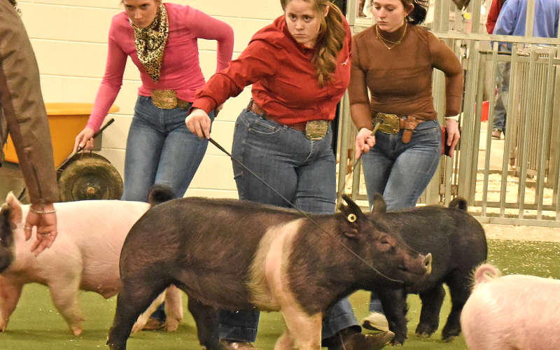 Lauren Waters, center, from Fannin County, came away from Pigs on the Ridge with four awards. A total of ten Fannin competitors had winning entries at the show.