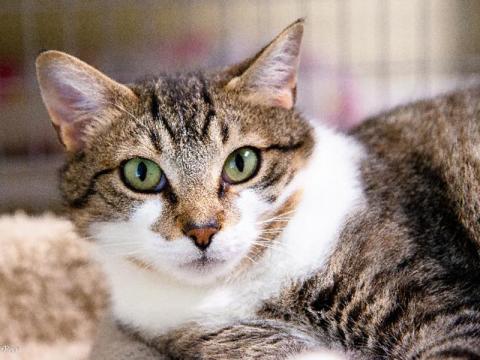The Humane Society of Blue Ridge cat of the week is Socks. He is a three-year-old Domestic Medium Hair feline who is waiting for his furever home. He is quiet, easy going, likes people and gets along great with his fellow kitty suite-mates. Although Socks is not a lap cat, that very well could change with the right amount of love and affection. Give him treats and he will be your best bud. Socks prefers the comforts of the great indoors and has no interest in going outside.