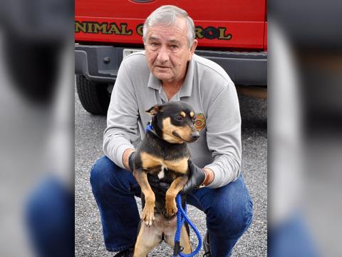 Animal Control Officer J.R. Cornett holds this female Fiest mix named Jenny who was surrendered by her owner. She will be staying at Animal Control until adopted. She is has a short, black and tan coat. View this lively girl under Animal control number 007-2020.