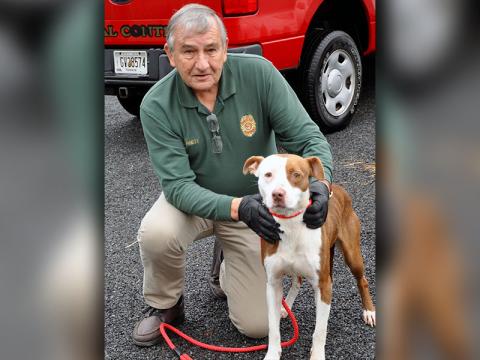Animal Control Officer J.R. Cornett holds this beautiful female mix. She was found on Burgess Road in Morganton January 23 and will reside at Animal Control until reclaimed or adopted. This girl has a light brown and white coat with caramel eyes. View her under Animal Control number 036-2020.