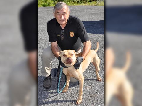 This blonde, male Bulldog mix was picked up on Cashes Valley Road in Epworth. Named Randy, this boy makes a great adventure companion. He will remain at Animal Control until adopted, unless he is reclaimed by his owner first. View him under intake number 153-20. He is being held by Animal Control Officer J.R. Cornett.