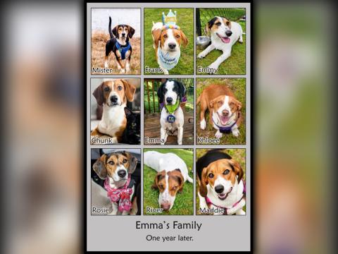 Emma’s eight puppies born at and adopted out of the Humane Society of Blue Ridge’s adoption center celebrated their first birthday Monday, June 1. 