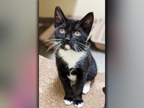 The Humane Society of Blue Ridge cat of the week is Lew. He is a four-month-old tuxedo cat who is all dressed up and ready to go! Lew is very friendly, playful and gets along well with other cats. He is neutered, microchipped and current on his rabies vaccination. Contact the Adoption Center at 706-632-4357 for more information about this handsome charmer.