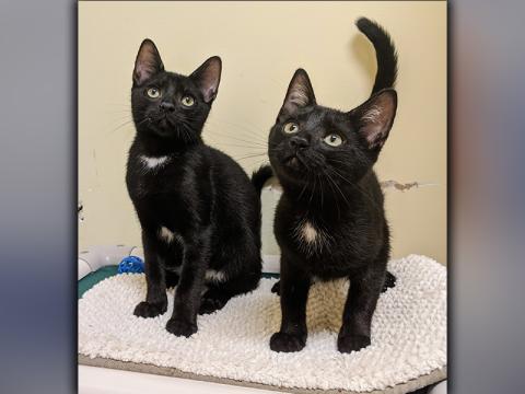The Humane Society of Blue Ridge cats of the week are Laurel and Hardy. This adorable sister and brother pair will win you over with their playful nature and the kisses they will give you. They are six months old and they love to be held. Laurel is spayed, Hardy is neutered,  and both are microchipped and current on their rabies vaccinations. Contact the Adoption Center at 706-632-4357 for more information about Laurel and Hardy. They would love to become a part of your family.