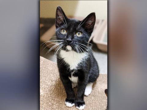 The Humane Society of Blue Ridge cat of the week is Lew. He is a six-month-old tuxedo who is always dressed to the nines! If you are looking for a playful feline who loves people and gets along famously with other cats, then Lew is the one for you. He is neutered, microchipped and current on his rabies vaccination. Contact the Adoption Center at 706-632-4357 for more information about lovable Lew.