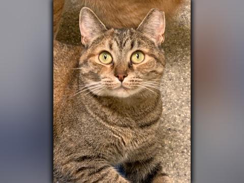 The Humane Society of Blue Ridge cat of the week is Marlene. She is a gorgeous one-year-old tabby with a very sweet disposition. She loves people! Marlene had kittens and was a great mom to them, but now she is ready for her forever home. She is spayed, microchipped and current on her vaccinations. Contact the Adoption Center at 706-632-4357 for more information on Marlene.